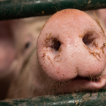 China pede redução na produção de suínos diante de excesso de oferta e queda nos preços