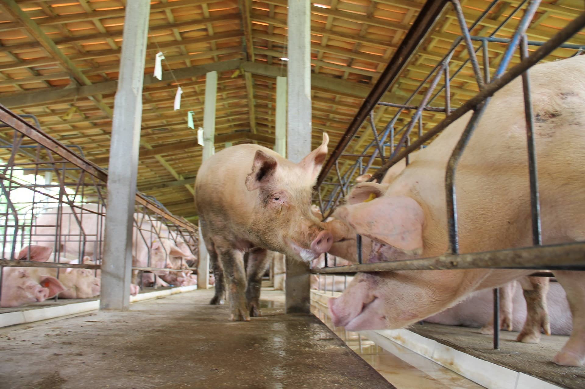 Exportações de carne suína da União Europeia mantêm estabilidade e somam 4,3 milhões de toneladas em 2025