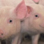 Custo do suíno recua em SC, mas alta dos grãos em julho esmaga margem do produtor paulista