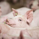 Mercado de carne suína na Rússia enfrenta queda de preços diante do aumento das importações