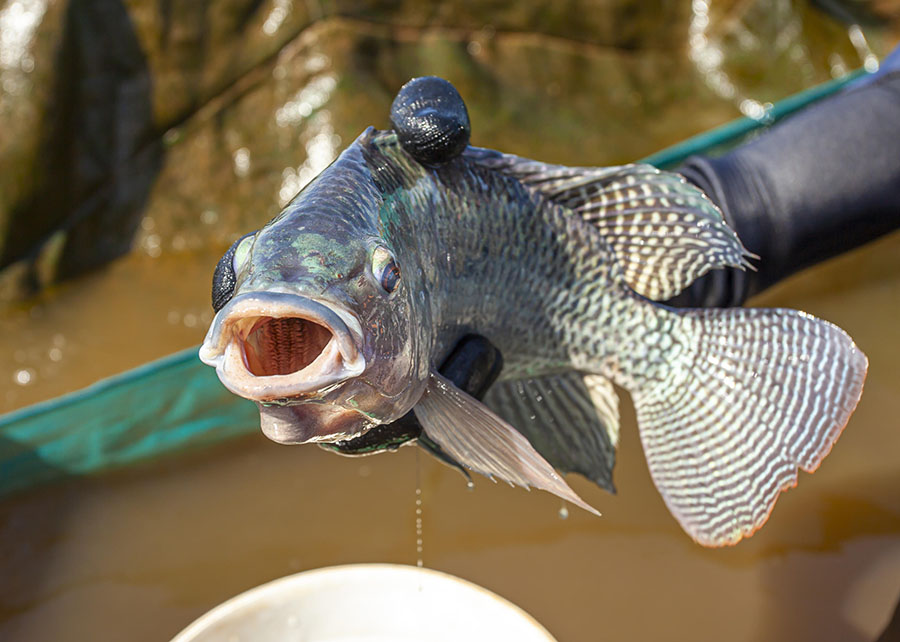 PEIXE BR leva ao governo paulista demandas estratégicas para a cadeia da tilápia