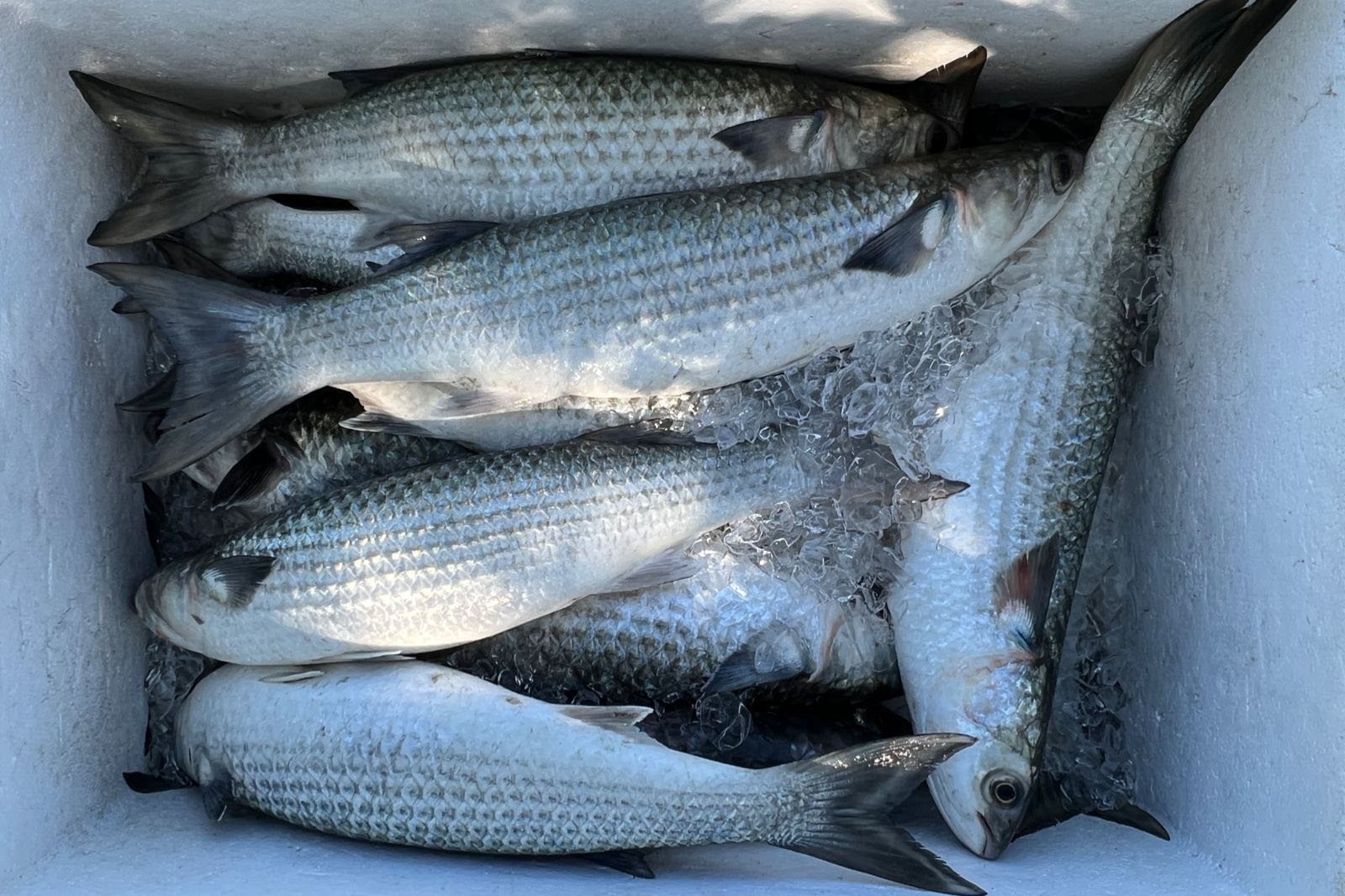 Exportações de pescado aos EUA passam a exigir Certificado de Admissibilidade a partir de 2026