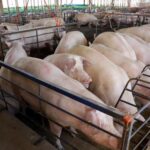 Diferença de quase 90% no preço do suíno vivo entre México (97,74¢/lb) e Brasil (51,72¢/lb) expõe desequilíbrio na suinocultura