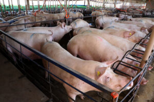 Para atingir 120 kg no abate, suíno de granja consome até 280 kg de ração