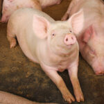 Produção de carne suína no Reino Unido cresce mais de 5% em fevereiro