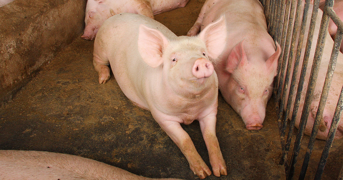 ABCS e ABEGS discutem estratégias para erradicação da Peste Suína Clássica no Brasil Produção de carne suína no Reino Unido cresce mais de 5% em fevereiro