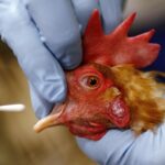 Argentina confirma novo surto de Influenza Aviária em granja comercial e reforça alerta sanitário na avicultura