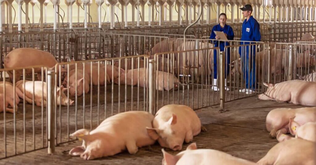 Aurora Coop destina R$ 1,1 bilhão e amplia agenda de investimentos para 2026