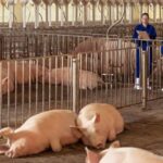 Aurora Coop destina R$ 1,1 bilhão e amplia agenda de investimentos para 2026