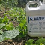 Bioinsumo à base de microalgas pode reduzir dependência de fertilizantes agrícolas