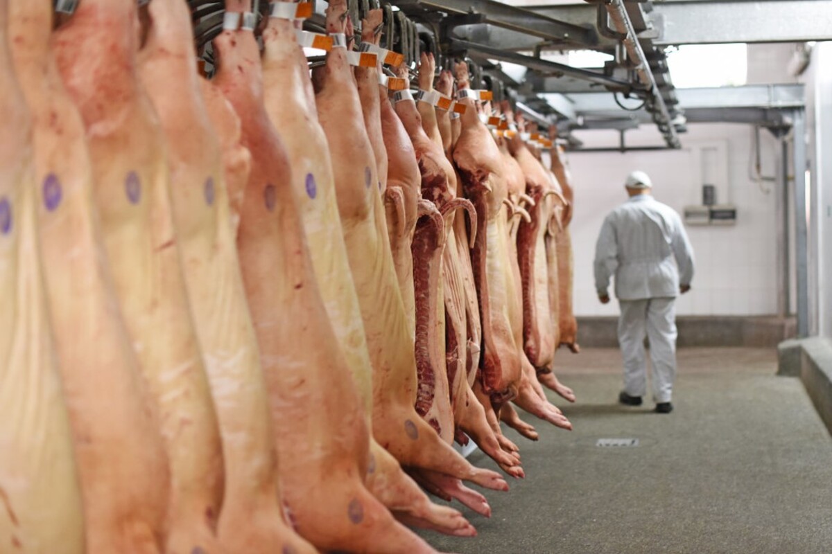 Suinocultura global: alta dos grãos eleva custo da ração na China e aprofunda crise de rentabilidade