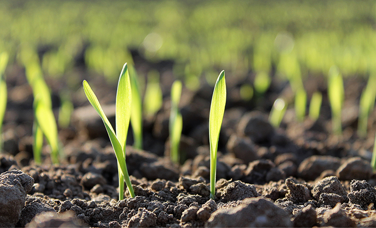 Decreto atualiza regras de fiscalização e sanções para fertilizantes e insumos agrícolas Decreto atualiza regras de fiscalização e sanções para fertilizantes e insumos agrícolas