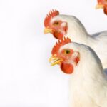 Frango vivo cai ao menor nível desde maio de 2024 e reduz poder de compra do avicultor