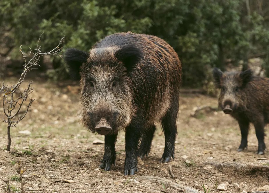 Relatório da Espanha afasta hipótese de fuga de laboratório em surto de Peste Suína Africana