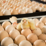 Luz na incubação influencia comportamento e bem-estar de pintinhos, aponta estudo