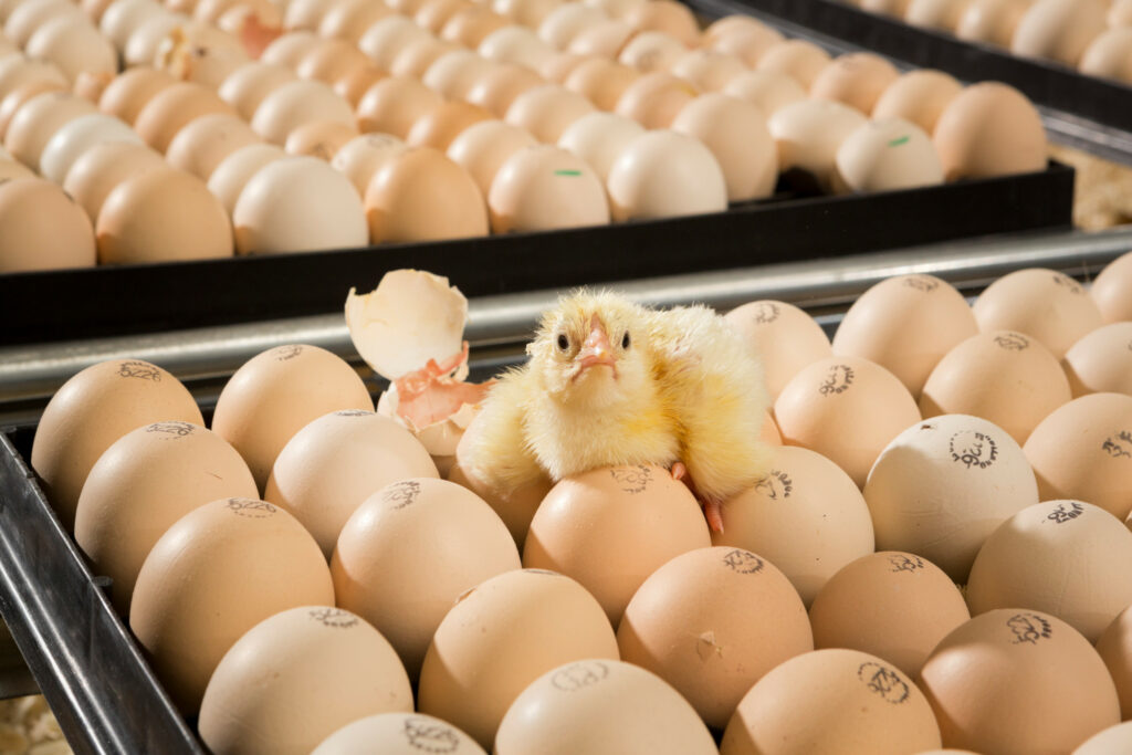 Luz na incubação influencia comportamento e bem-estar de pintinhos, aponta estudo