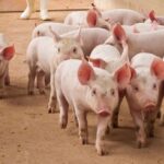 Parceria público-privada garante investimentos e modernização da estação quarentenária de suínos até 2030