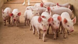 Penasul associa as tarefas diárias da avicultura às constantes atualizações técnicas Foco de Peste Suína no Piauí leva a abate de 17 animais enquanto Nordeste discute erradicação da doença