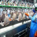 Preço da carne de frango segue estável no Carnaval, mas média de fevereiro é a menor desde 2023