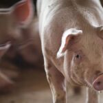 Suinocultura e tecnologia: inteligência artificial transforma dados sanitários em ferramenta estratégica na Escócia