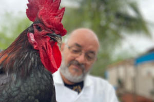 Universidade amplia distribuição de genética de aves e fortalece produção avícola na Bahia