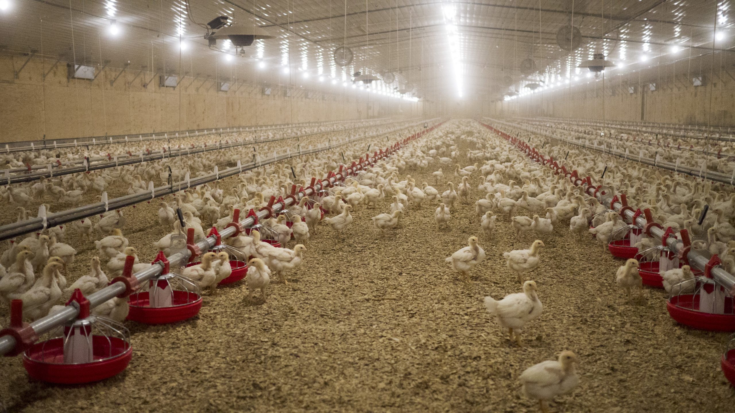 Exportações brasileiras de carne de frango atingem recorde em janeiro e reforçam perspectivas positivas para 2026