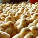 Interação humana positiva pode melhorar o bem-estar de pintinhos desde os primeiros dias