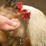 Avicultura e Suinocultura participam de debates sobre crédito rural e Plano Safra 2026/2027 no Sudeste