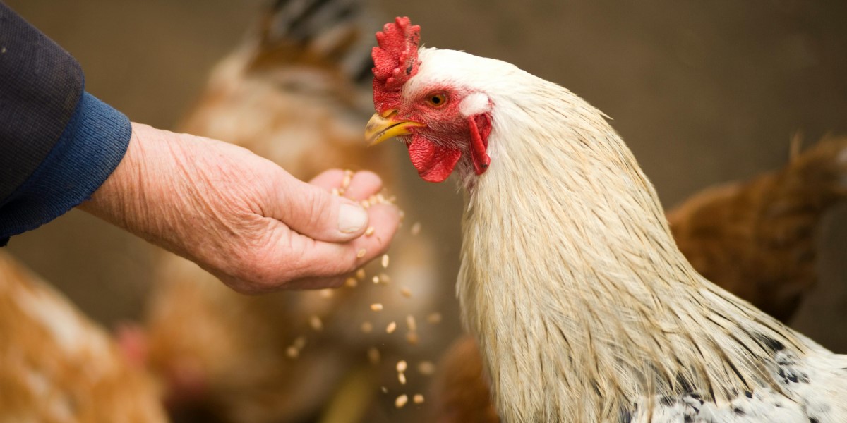 Avicultura e Suinocultura participam de debates sobre crédito rural e Plano Safra 2026/2027 no Sudeste