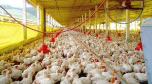Smithfield busca ativos de carne bovina e aves para comprar nos EUA e Europa Avicultura sul-africana amplia produção e atrai investimentos após plano setorial