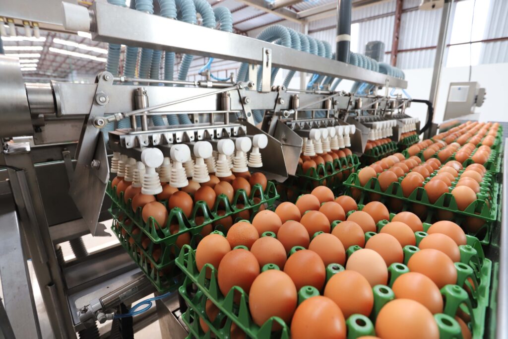 Brasil bate recorde e mais que dobra exportações de ovos em 2025