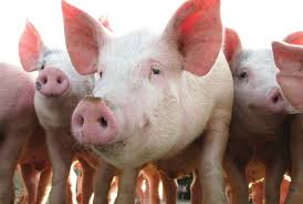 Filipinas reduzem drasticamente casos de Peste Suína Africana e projetam avanço da suinocultura em 2026