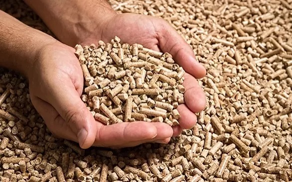 Reino Unido avança para liberar proteína animal processada em rações, mas decisão depende segundo a UE