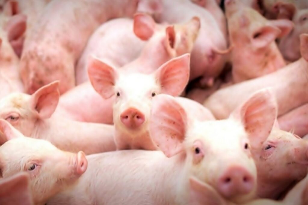 Mesmo com ajuste pontual nos preços, suinocultura catarinense projeta 2026 promissor