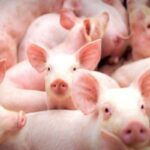 Bem-estar animal e comércio internacional: setor agropecuário pressiona Reino Unido por regras mais rígidas para importações