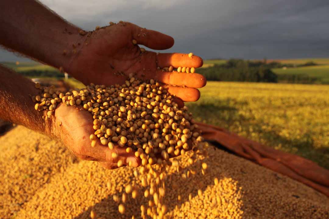 Paraná projeta colheita de soja na casa das 22 milhões de toneladas; Avicultura e suinocultura em crescimento Paraná projeta colheita de soja na casa das 22 milhões de toneladas; Avicultura e suinocultura em crescimento