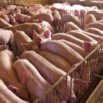 Preços do suíno recuam no Reino Unido enquanto Europa apresenta recuperação gradual