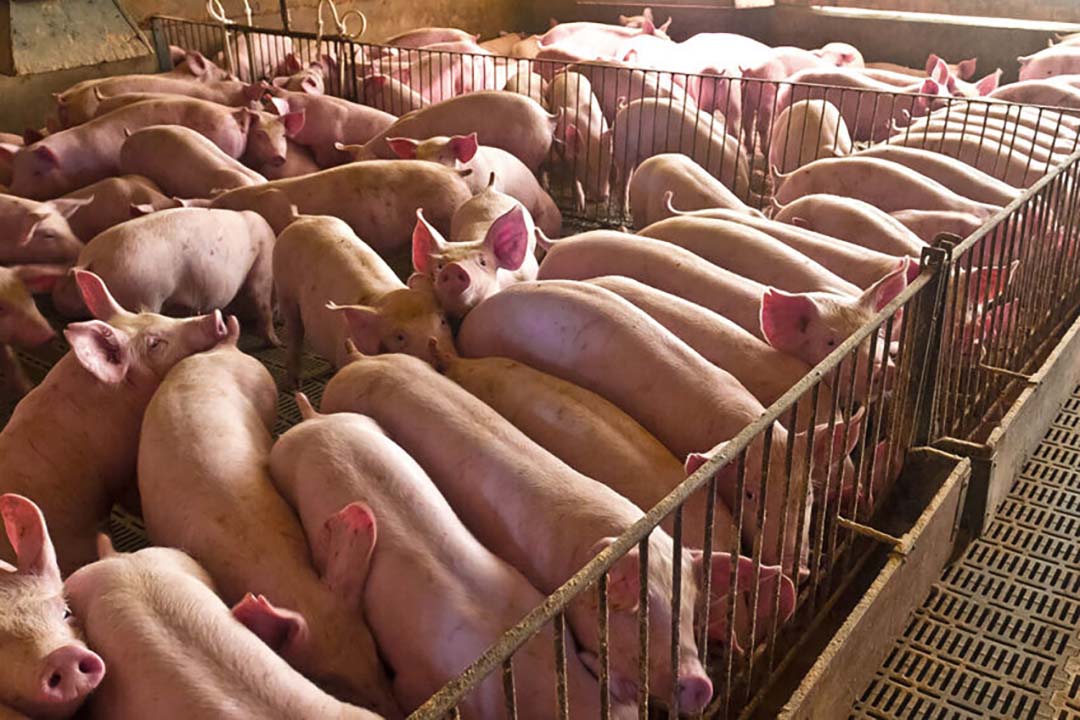 Exportações de carne suína batem recorde histórico em janeiro Preços do suíno recuam no Reino Unido enquanto Europa apresenta recuperação gradual
