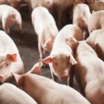 Reino Unido atualiza estratégia sanitária para proteger suinocultura contra surtos de peste suína