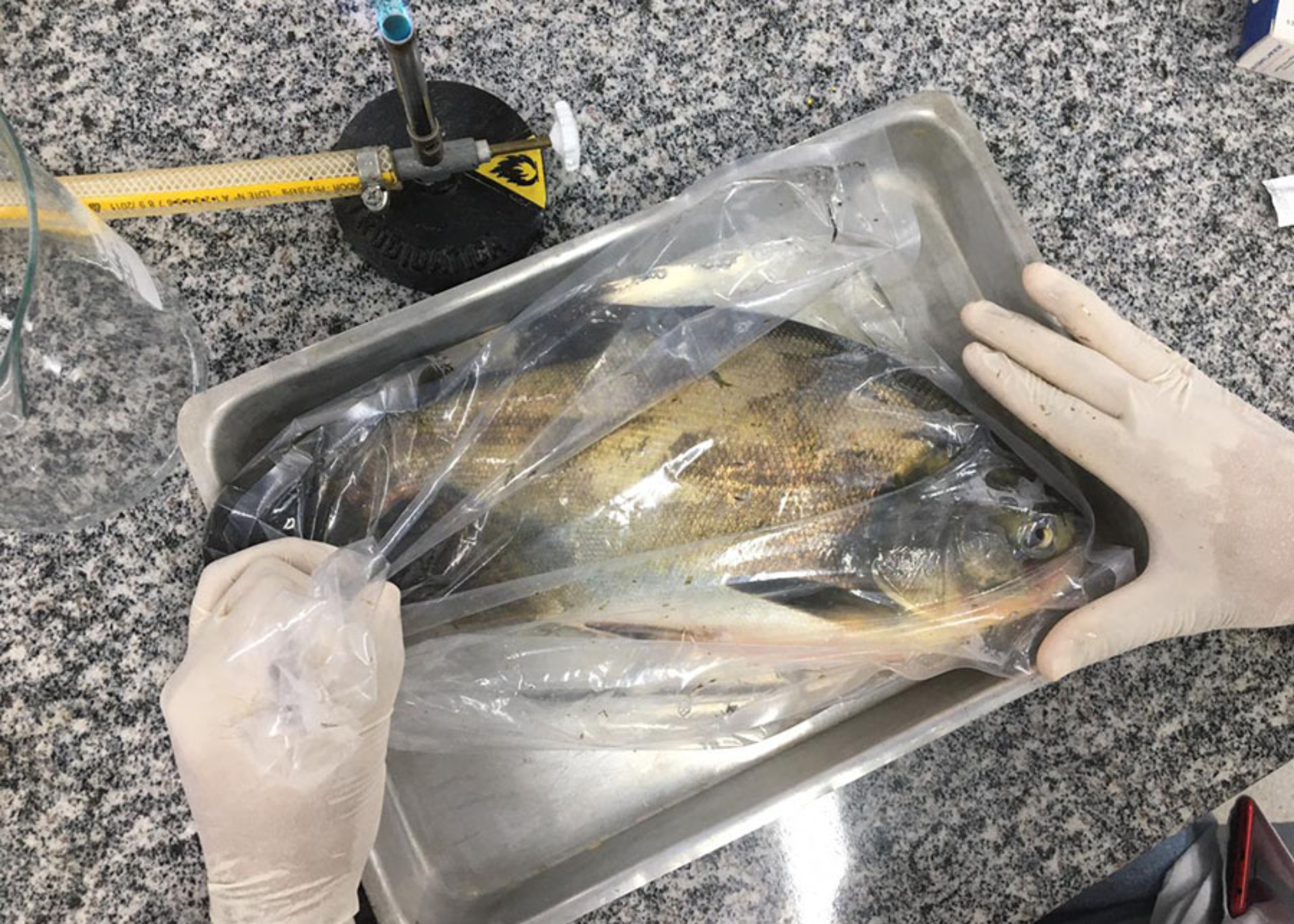 Estudo detecta Salmonella em pisciculturas do Centro-Oeste e reforça alerta para biossegurança