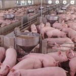 Alta do milho derruba poder de compra do suinocultor pelo 6º mês seguido