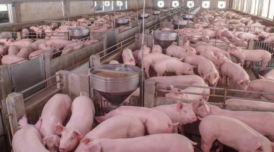 Alta do milho derruba poder de compra do suinocultor pelo 6º mês seguido