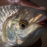 Aquicultura: CNA debate impactos regulatórios e segurança jurídica para espécies de interesse econômico