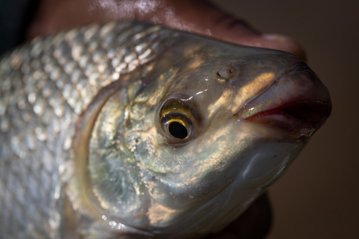 Aquicultura: CNA debate impactos regulatórios e segurança jurídica para espécies de interesse econômico