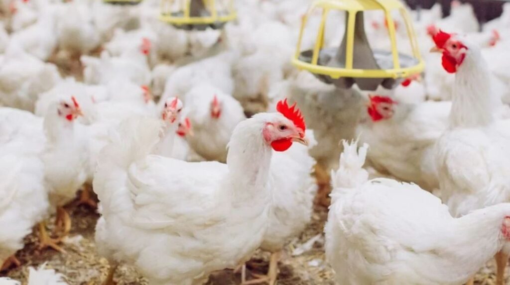 Avicultura do Distrito Federal enfrenta gargalos de infraestrutura e novo imposto no setor Avicultura do Distrito Federal enfrenta gargalos de infraestrutura e novo imposto no setor