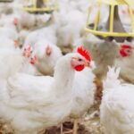 Boatos sobre qualidade e queda de preços assolam Marrocos e Egito