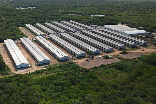 Avine ultrapassa 2 milhões de ovos por dia e soma mais de 30 anos no setor avícola