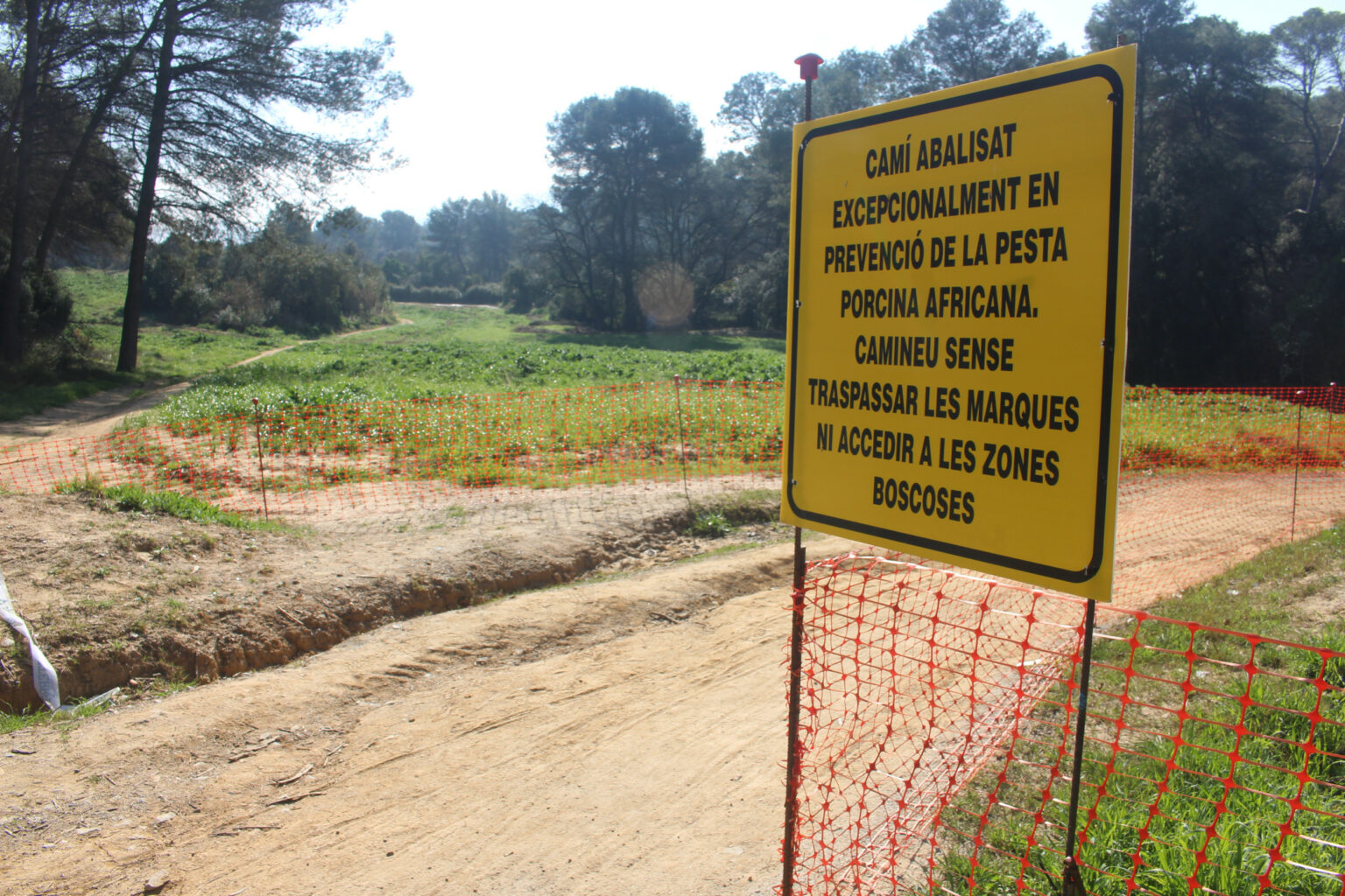 Casos de Peste Suína Africana em javalis chegam a 216 na região de Barcelona (Espanha) Casos de Peste Suína Africana em javalis chegam a 216 na região de Barcelona (Espanha)
