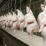 Conflito no Oriente Médio coloca em alerta exportações de frango do Brasil