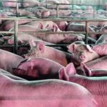 Crise global, diesel em alta e risco de efeito cascata pressionam suinocultura, alerta governo